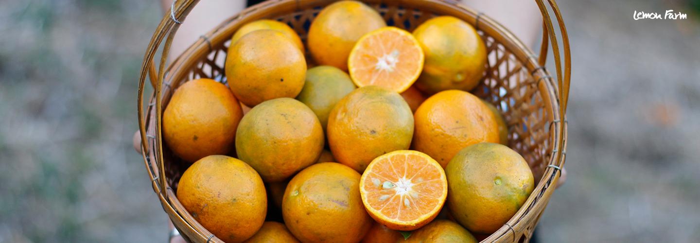 ส้มสีทอง Organic ส้มอร่อยที่ไม่ใช้เคมี จ.น่าน