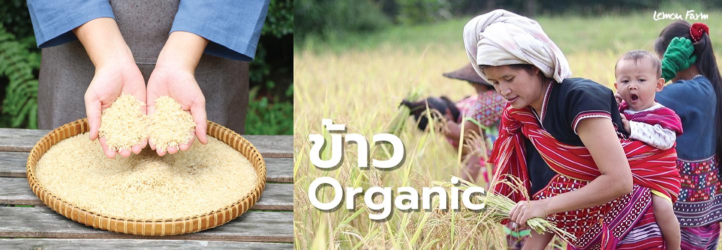 Organic Rice ข้าวเกษตรอินทรีย์เลมอนฟาร์ม