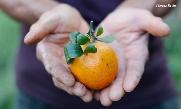 ส้มสีทอง Organic ส้มอร่อยที่ไม่ใช้เคมี จ.น่าน