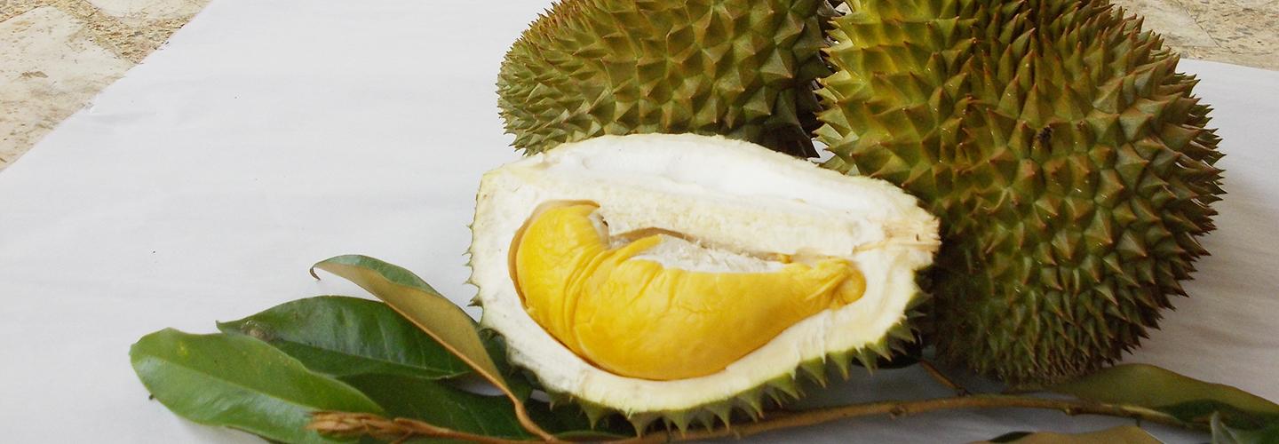 ทุเรียนอินทรีย์ ความอร่อย…ที่ใช้ใจ และใส่ความรักลงไปในสวน