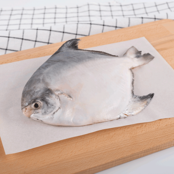 Silver pomfret