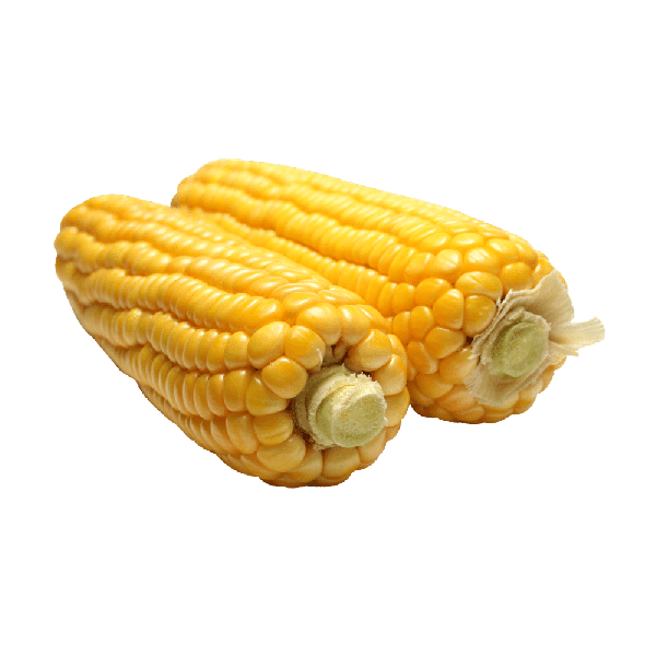 Organic Sweet Corn 1 each