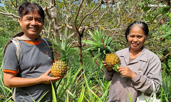 สับปะรดห้วยมุ่นอินทรีย์ (GI) จากยอดดอย