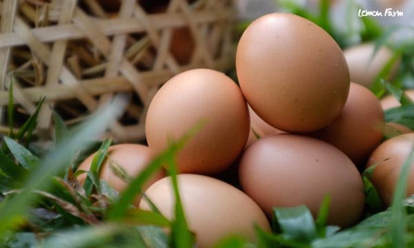 ไข่ไก่จากแม่ไก่สบายอารมณ์