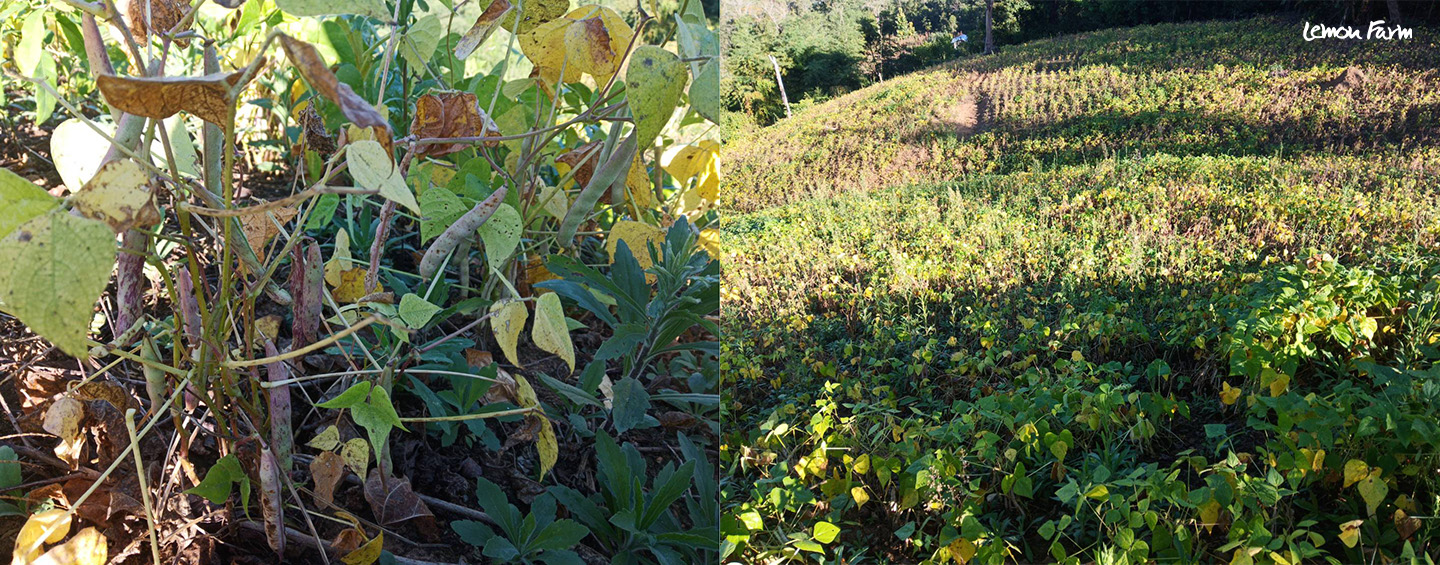 blog_garin_red_black2