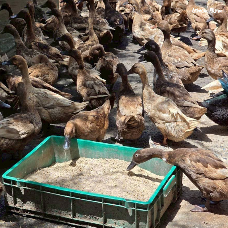 content-duck10