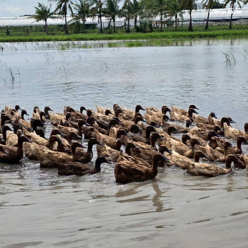 content-duck6