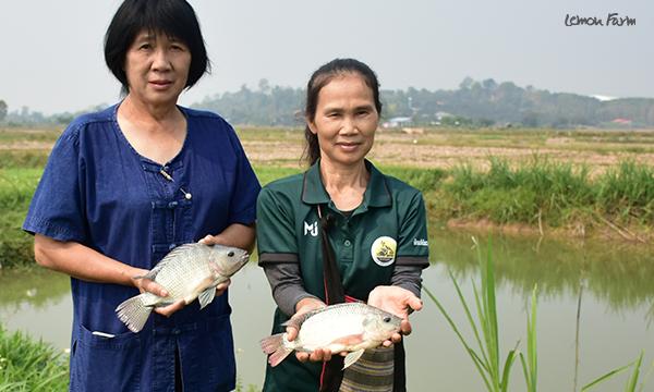 ปลานิลอินทรีย์ ปลานํ้าจืดในนาข้าวอินทรีย์ เชียงราย