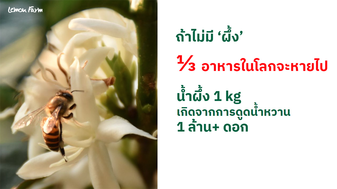 organic_wild_honey09