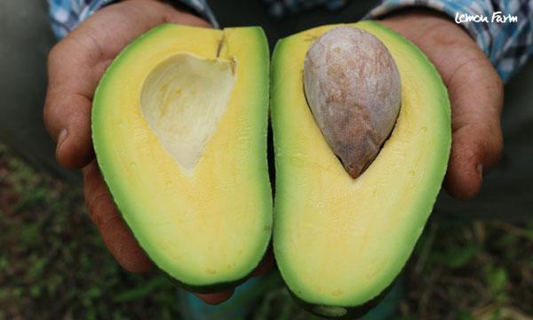 อะโวคาโดอินทรีย์ จ.แม่ฮ่องสอน