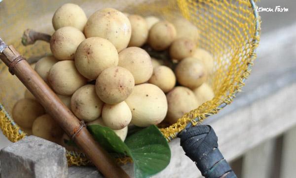 ลางสาด และลองกองอินทรีย์ ผืนป่าวนเกษตร มรดกเพื่อลูกหลาน