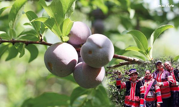 ลูกไหน(ลูกพลัม) พลังชีวิตจากขุนเขา